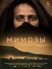 Мимозы (Mimosas) 2016